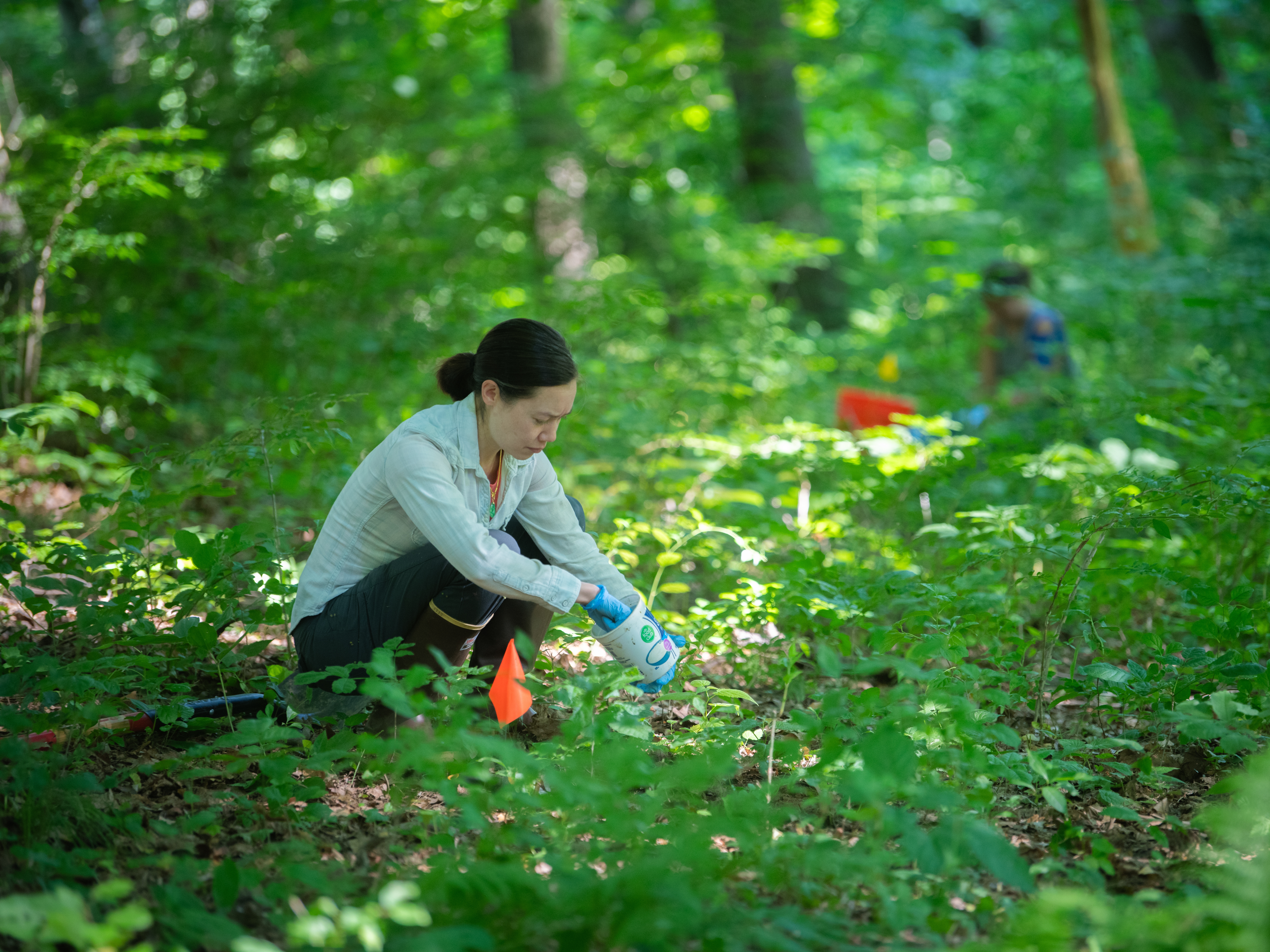 caption: Dr. Erin McCullough collecting dung beetles in Massachusetts, July, 2024.