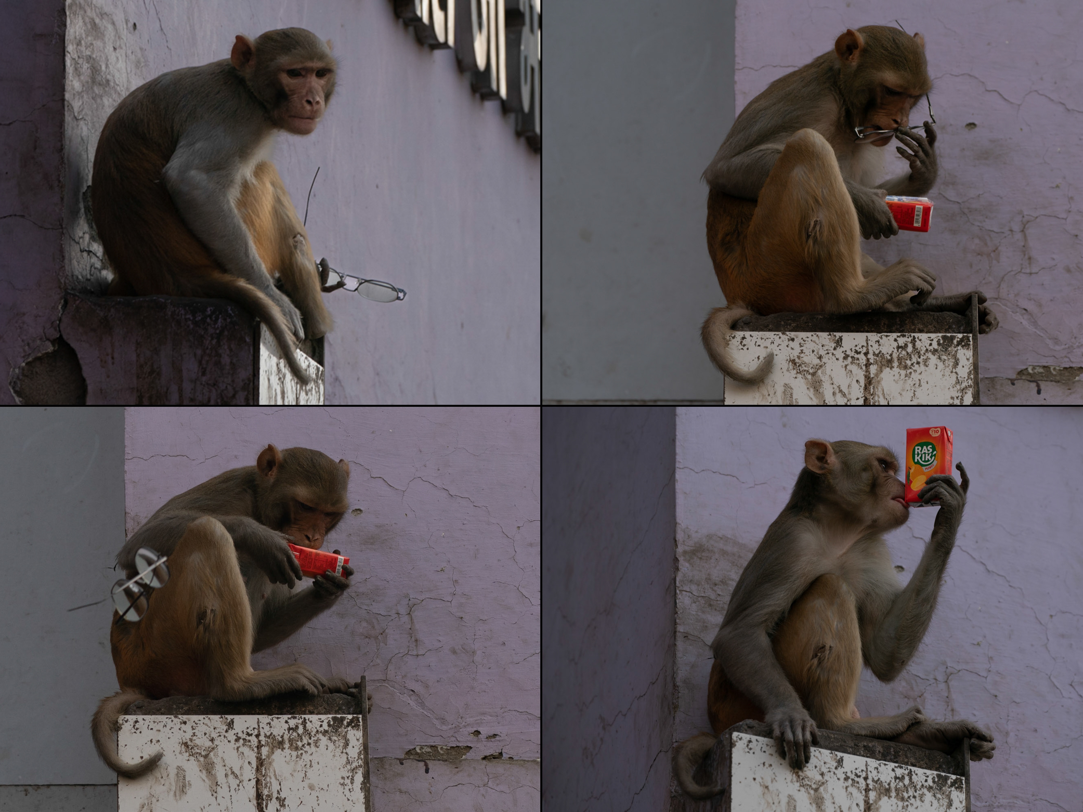 caption: This monkey stole a pair of glasses (top left), tried them on — and returned them for a reward of mango juice. Spectacle-stealing, juice-loving monkeys are an issue in in Vrindavan, India.