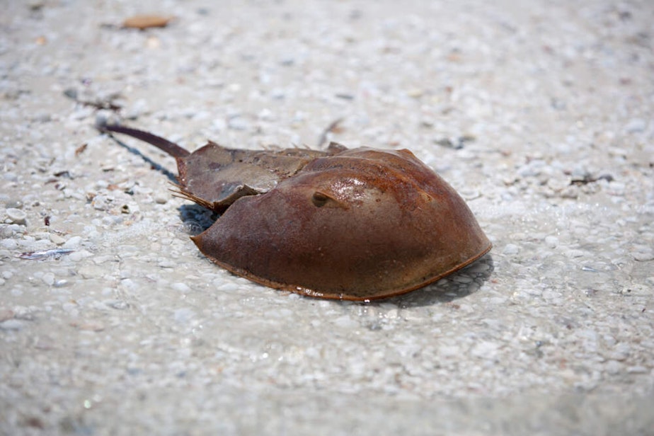 caption: A horseshoe crab on the beach in Naples, Florida. (Dennis Axer/Getty Images)