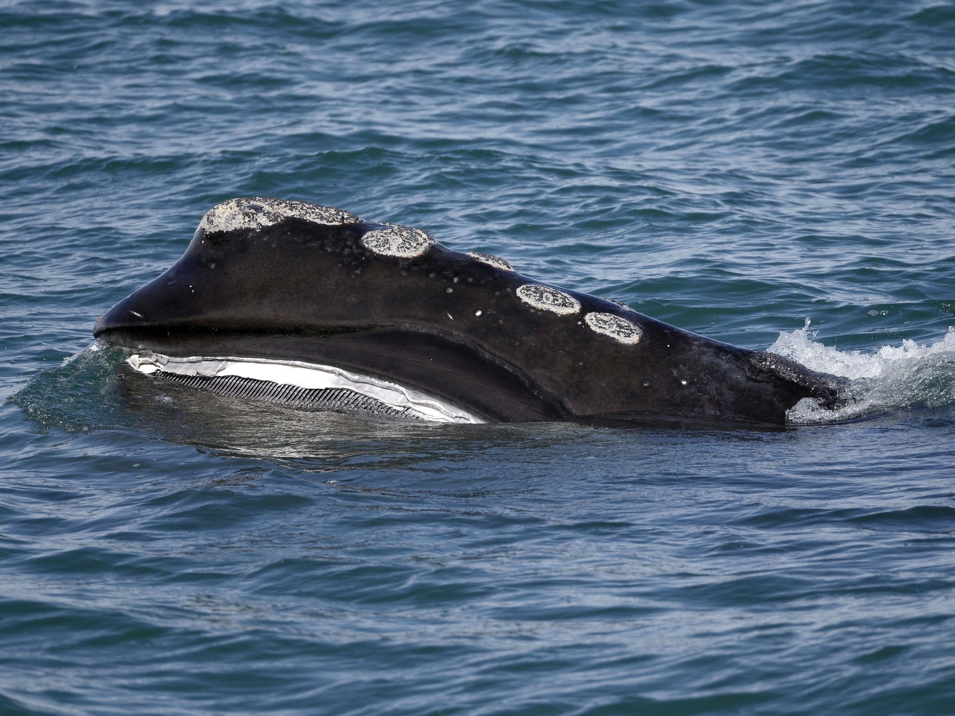 caption: A North Atlantic right whale is seen in 2018 feeding in Cape Cod bay off the coast of Plymouth, Mass. As many as 70 right whales were seen in the area on Friday.