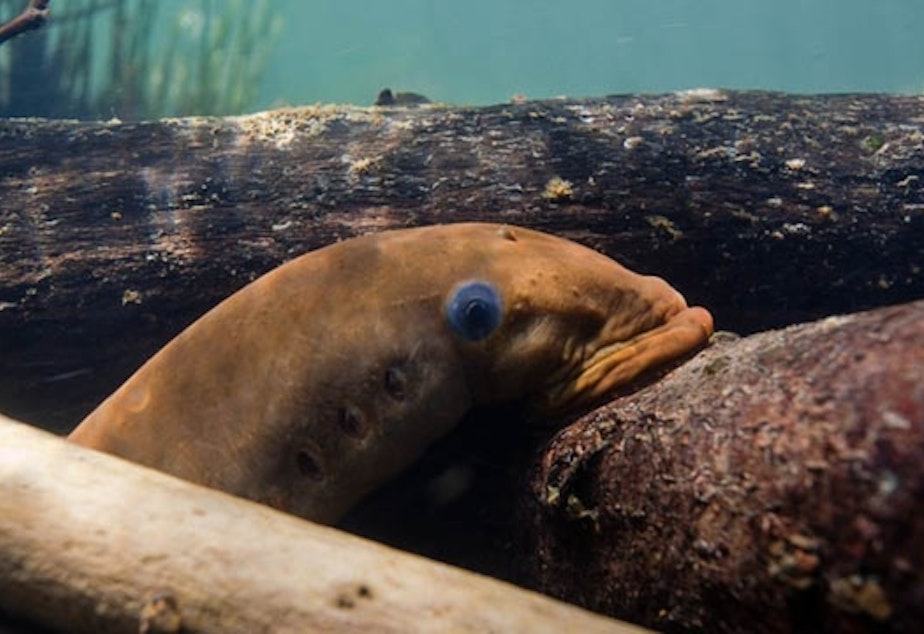 caption: Pacific lamprey serve as an important food source for Northwest tribes. Their populations have dramatically declined throughout the Columbia River system.