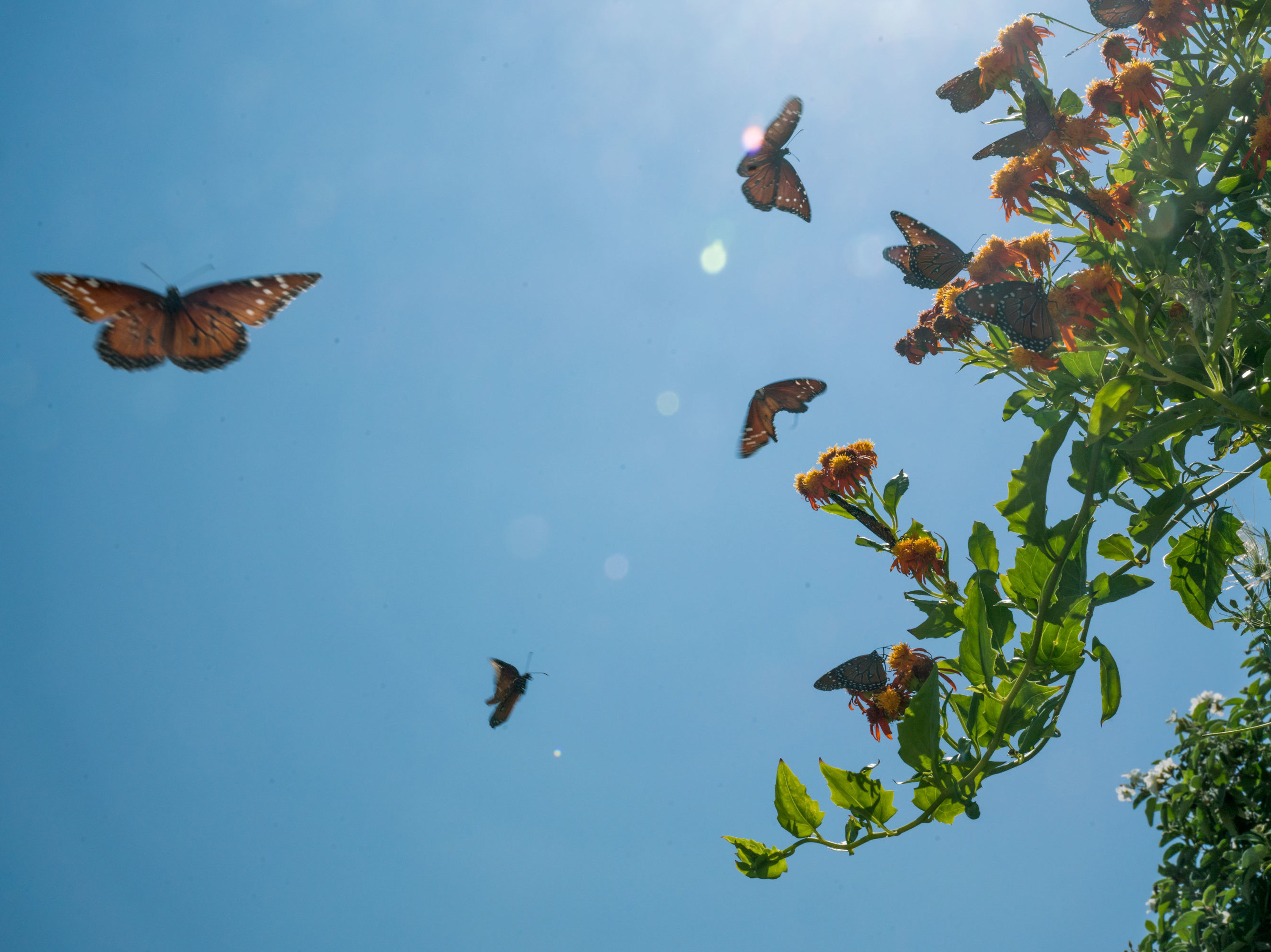 caption: Butterflies swarm a flowering plant at the National Butterfly Center in Hidalgo County, Texas.