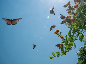 caption: Butterflies swarm a flowering plant at the National Butterfly Center in Hidalgo County, Texas.