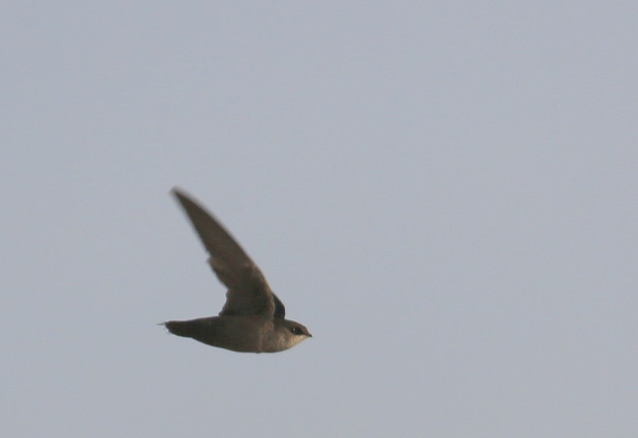 caption: A Vaux's swift in flight.
