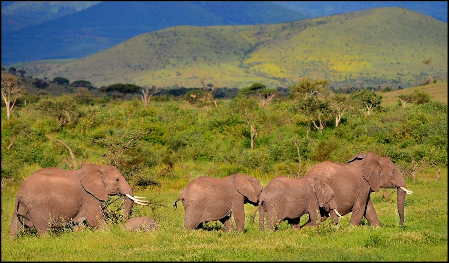 caption: Elephants in Tanzania's Ndarakwai reserve