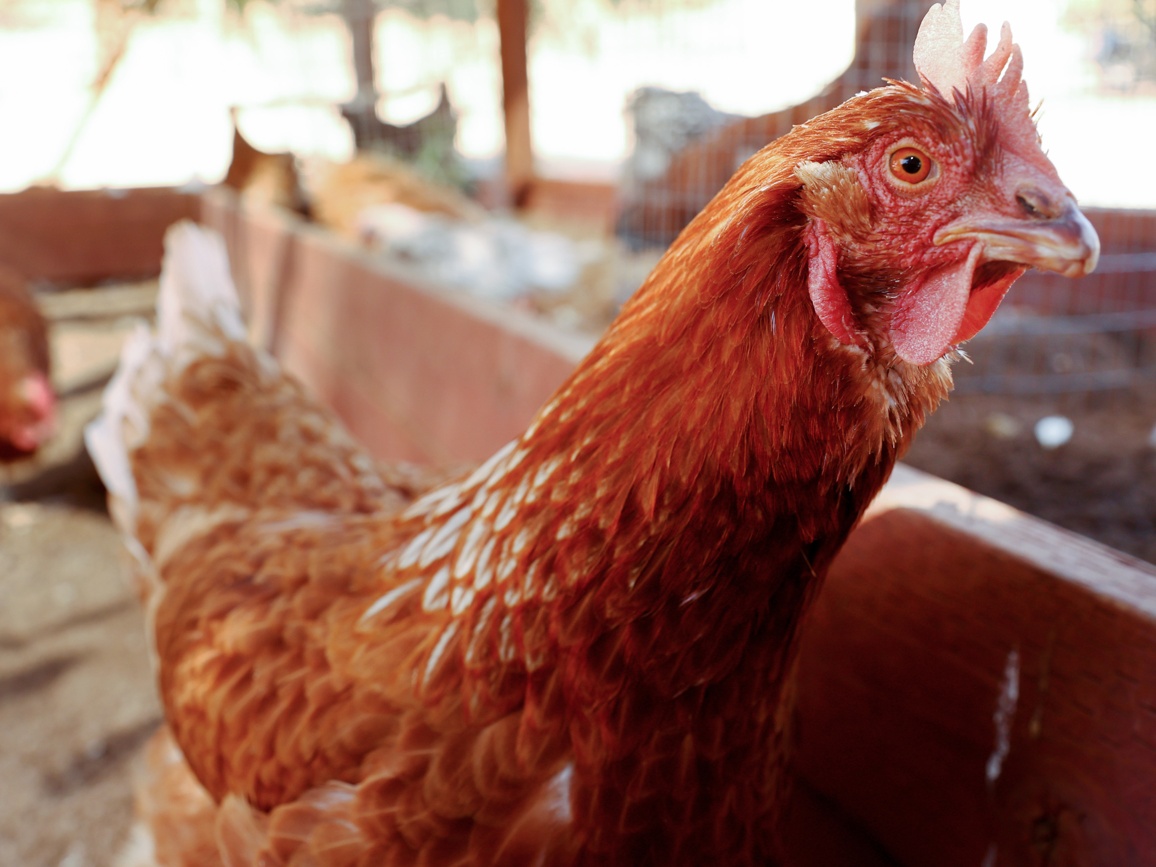 caption: Chickens are pictured at Southern California Sanctuary on Oct. 5 in Acton, Calif. In Nebraska, another 1.8 million are being killed over bird flu concerns.