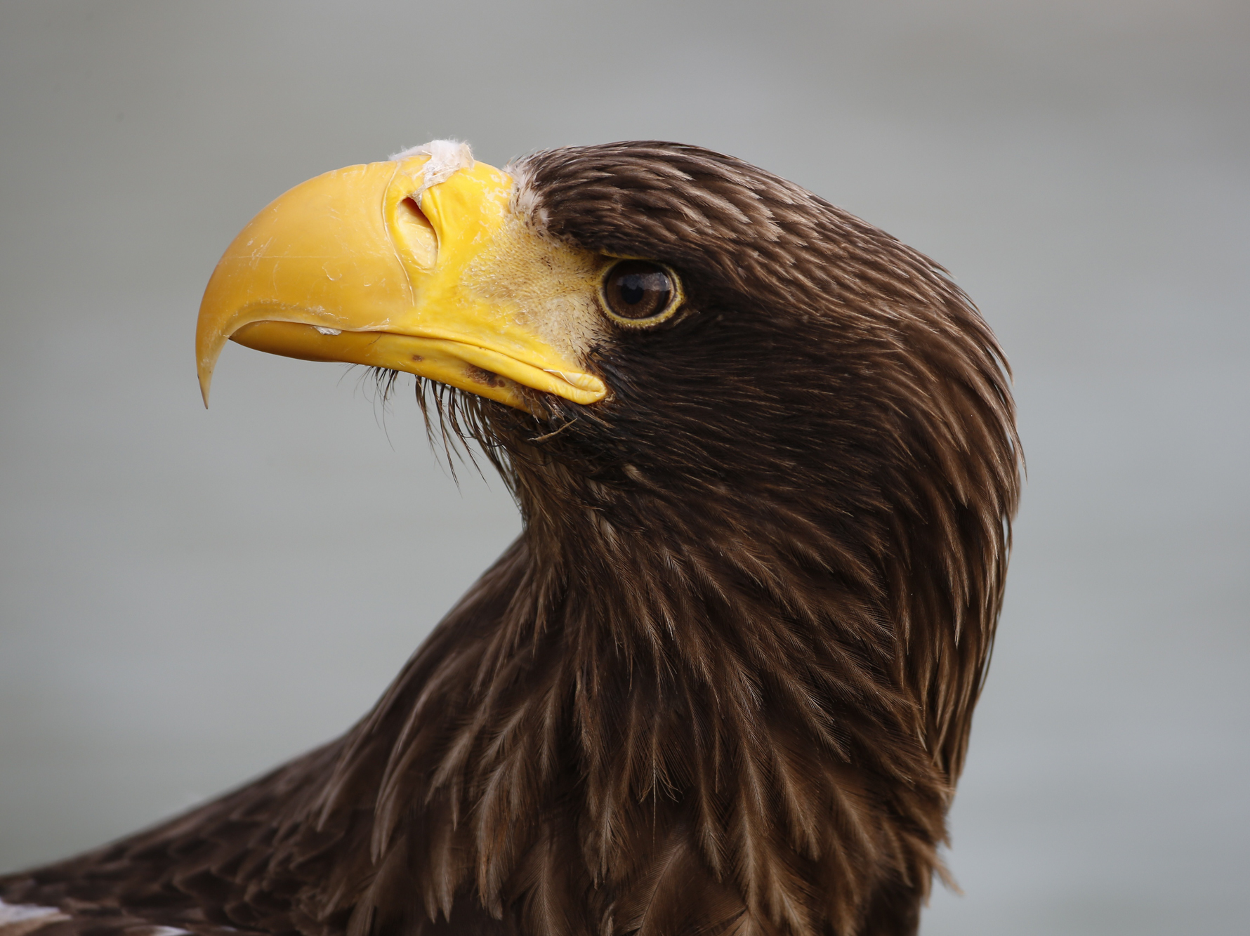 caption: A Steller's sea eagle is pictured in 2014 in Paris during a presentation of several endangered raptor species. A Steller's sea eagle, native to Asia, was spotted in Massachusetts this week.