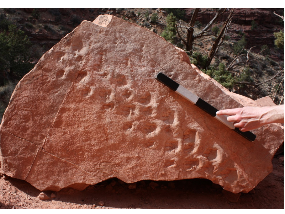 caption: The two sets of footprints "are among the oldest tracks on Earth of shelled-egg-laying animals, such as reptiles, and the earliest evidence of vertebrate animals walking in sand dunes," paleontologist Stephen Rowland said.