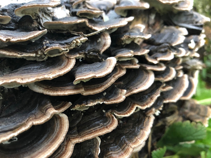 caption: Mushrooms in seen on a tree near the University of Washington and Laurelhurst neighborhood.