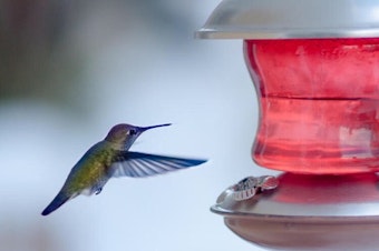 caption: Ben Henwood took this photo of a hummingbird at a feeder in Ravenna during the cold snap this week. He posted this photo to Ravenna NextDoor. 