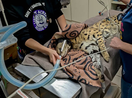 caption: Amiry the serval was rescued from a tree in Cincinnati in January. A DNA test confirmed his species, while a narcotics test confirmed his exposure to cocaine.