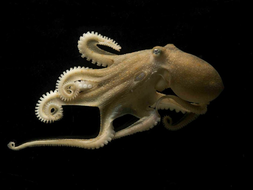 caption: The California two-spot octopus can edit the RNA in its brain on a massive scale, likely allowing it to keep a clear head in both warm and cool waters.