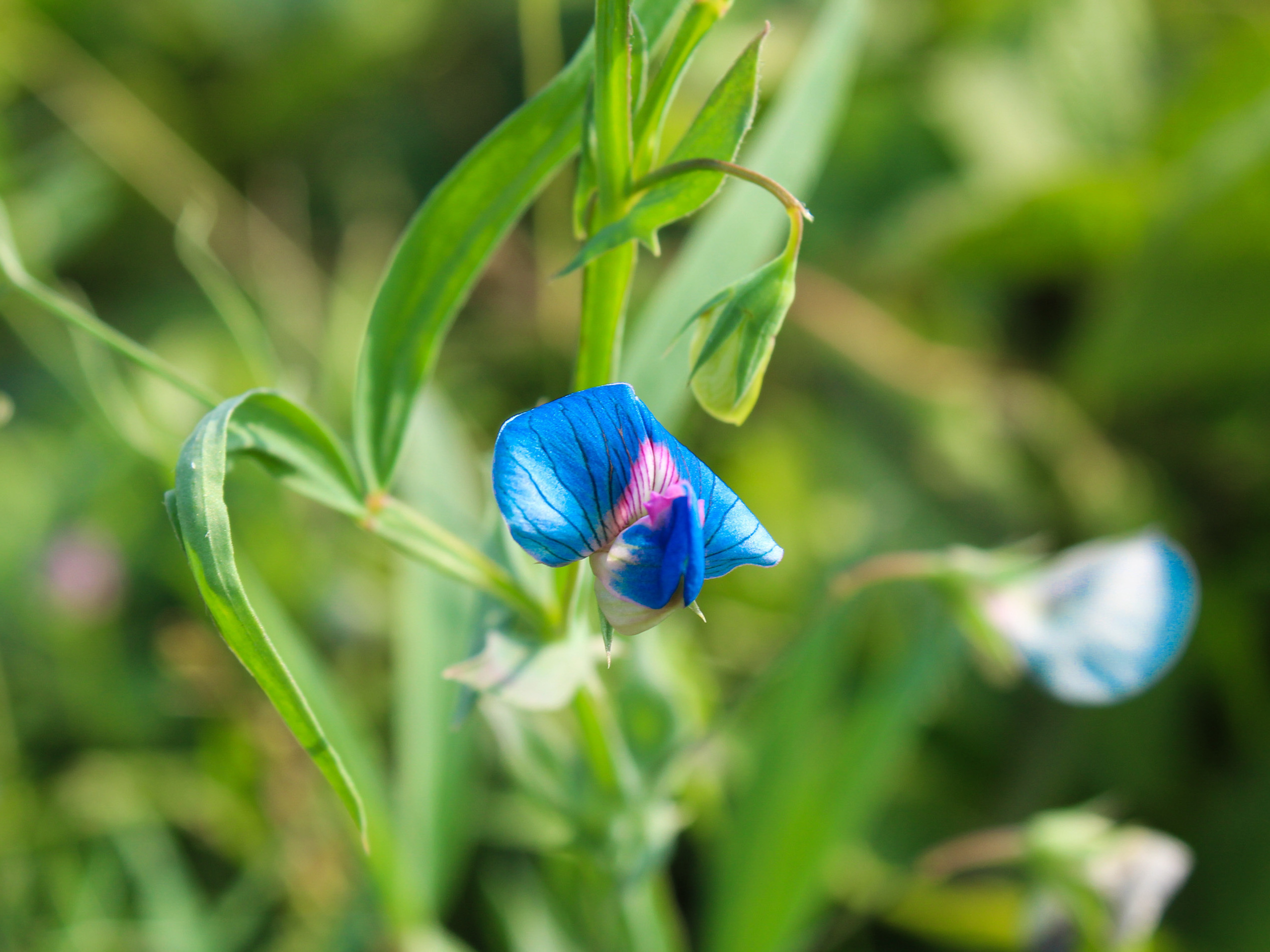 caption: The grass pea — Lathyrus sativus — is hardy and drought resistant. It tastes like a sugar snap pea, although if that's all you were to eat its natural toxin could make you sick. But breeders might be able to address that issue.