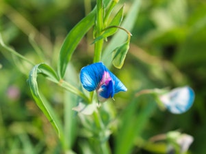 caption: The grass pea — Lathyrus sativus — is hardy and drought resistant. It tastes like a sugar snap pea, although if that's all you were to eat its natural toxin could make you sick. But breeders might be able to address that issue.