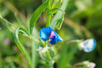 caption: The grass pea — Lathyrus sativus — is hardy and drought resistant. It tastes like a sugar snap pea, although if that's all you were to eat its natural toxin could make you sick. But breeders might be able to address that issue.
