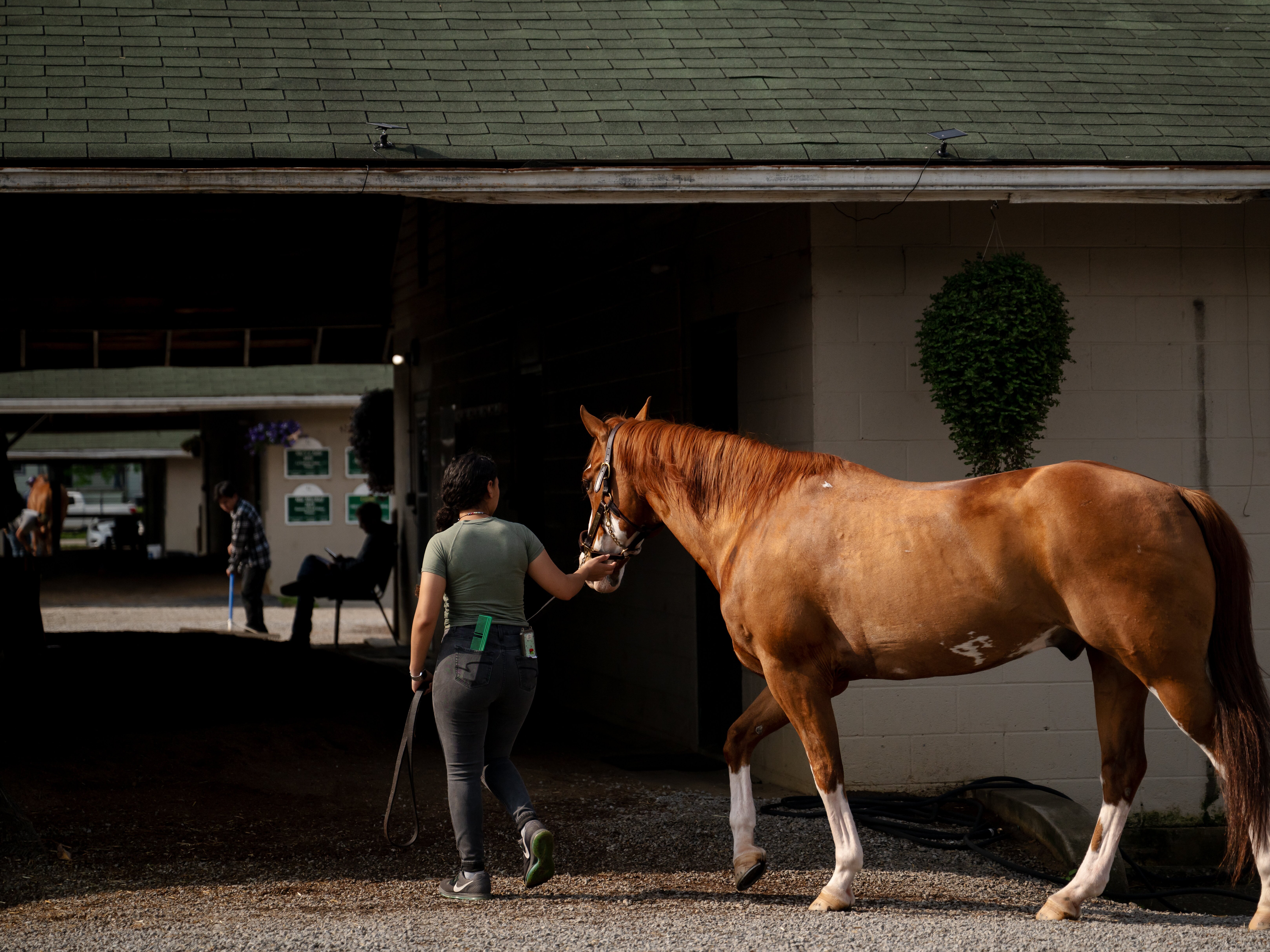 caption: A worker leads a racehorse back to the stables on the backside of a horse racing track in Louisville, Ky., on April 29.