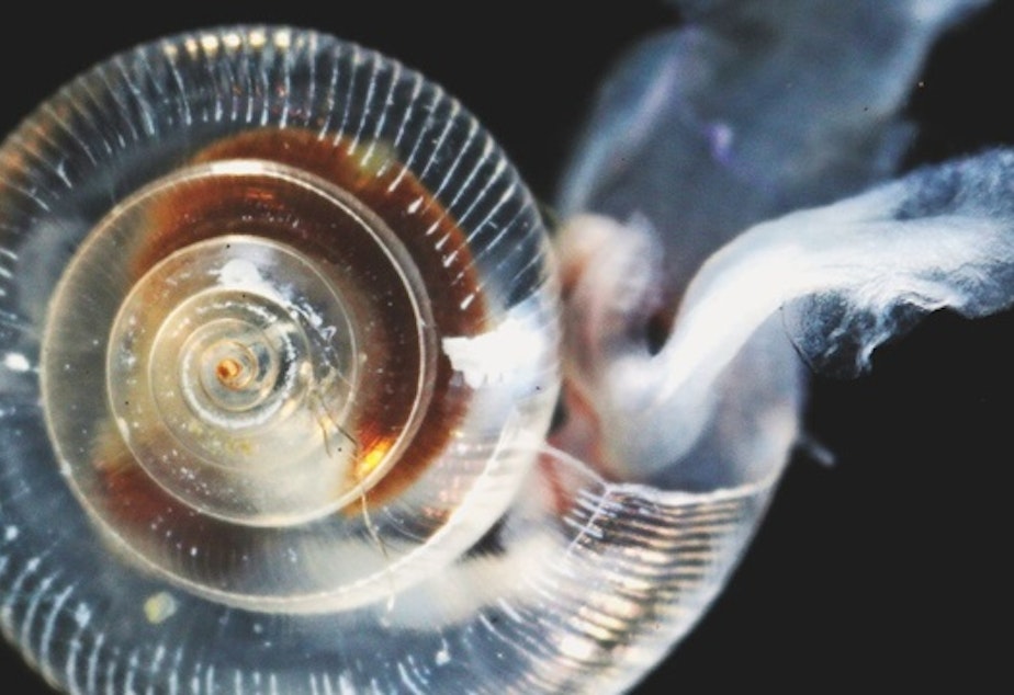caption: A pteropod showing partially dissolved shell after exposure to elevated CO2 conditions in the lab.