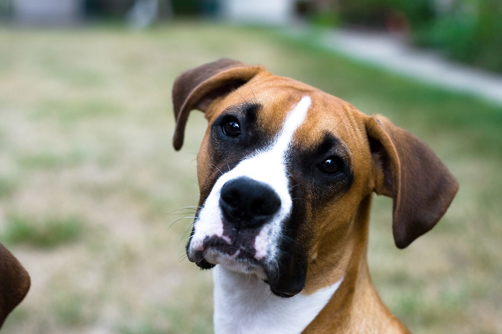 caption: Dog looking at camera