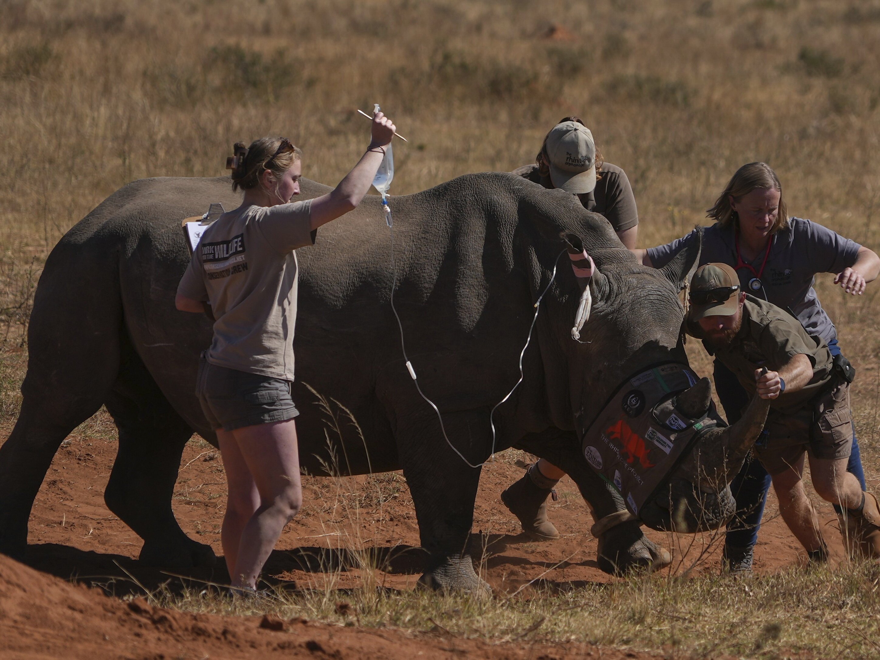 caption: A sedated rhino is being prepared before a hole is drilled into its horn and isotopes carefully inserted, at a rhino orphanage in Mokopane, South Africa, Thursday, July 31, 2025.