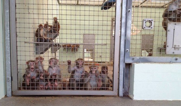 caption: Rhesus macaques at Oregon Health and Science University's Oregon National Primate Research Center.