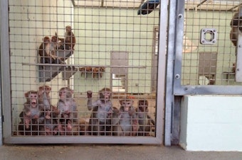 caption: Rhesus macaques at Oregon Health and Science University's Oregon National Primate Research Center.