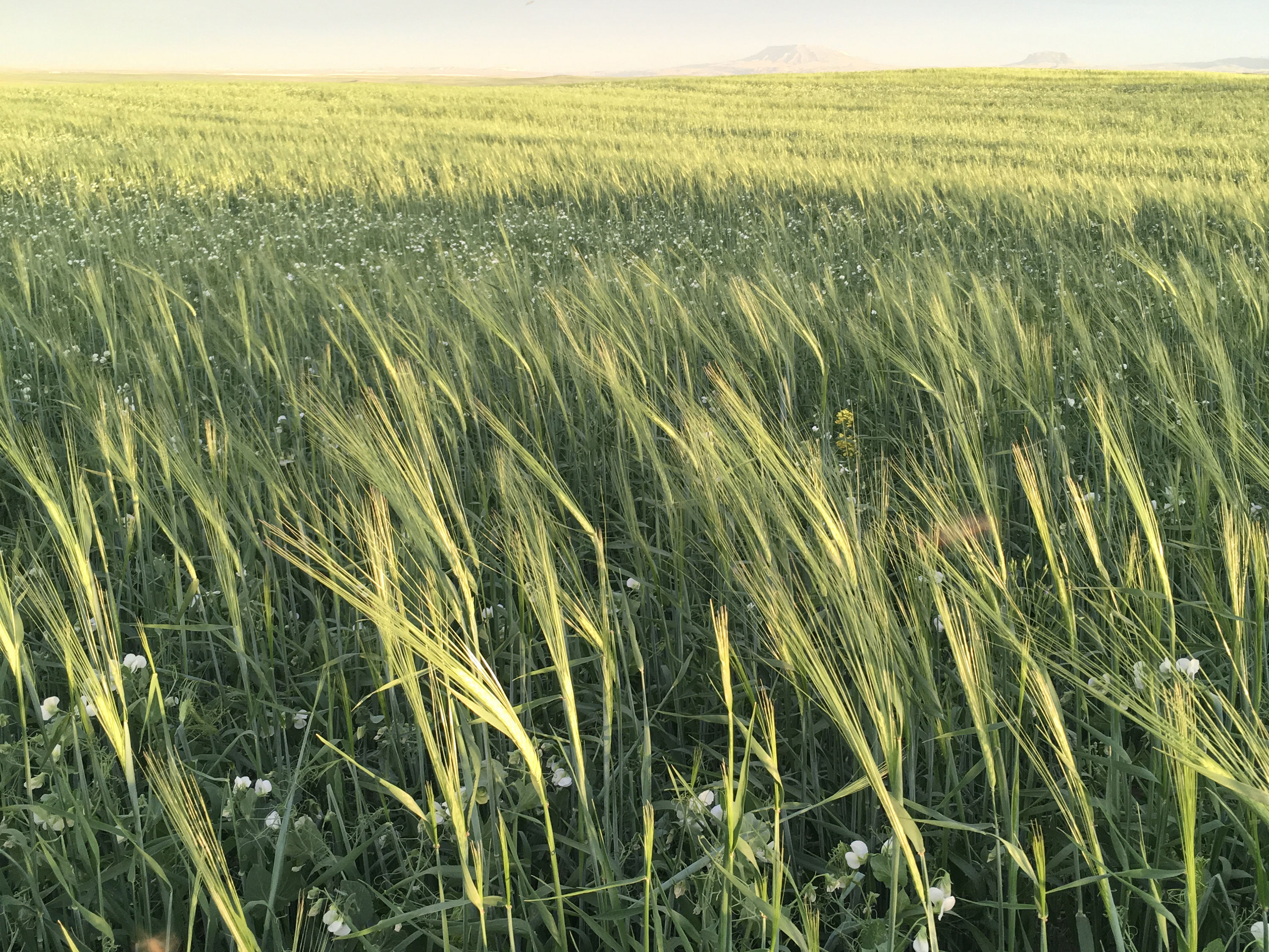 caption: A mix of barley, peas and flax grows in a field at Casey Bailey's farm near Fort Benton, Mont. Bailey sells this crop to Montana dairy farmer Nate Brown, who has been feeding it to his goats.
