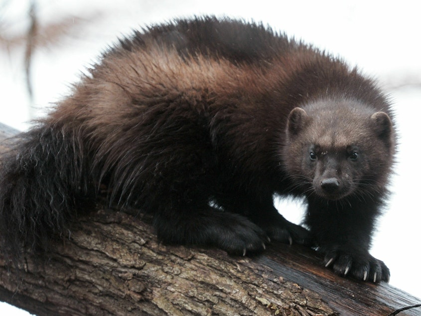 caption: A wolverine is pictured on Jan. 28, 2016.