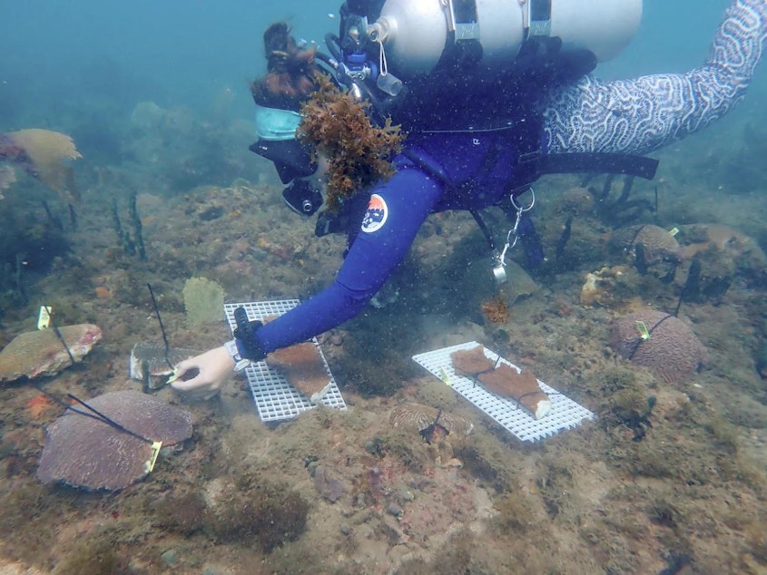 caption: Cailyn Joseph, a PhD student in Andrew Baker's lab, organizes brain and elkhorn coral in Honduras before the trip to Miami.
