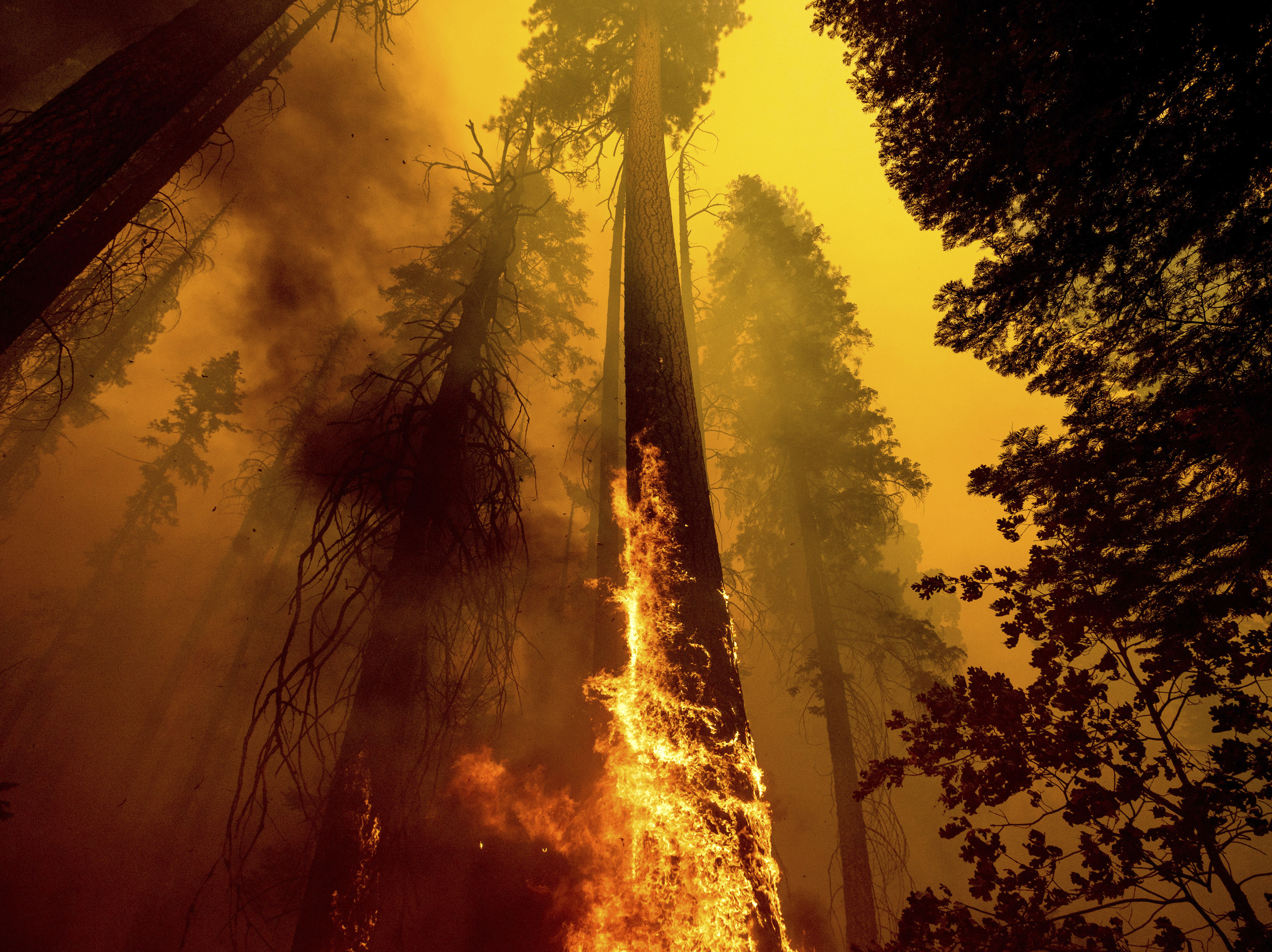 caption: Flames burn up a giant tree as part of the Windy Fire in the Trail of 100 Giants grove in Sequoia National Forest, Calif. Children in younger generations will experience two to seven times more extreme climate events like wildfires, a new study says.