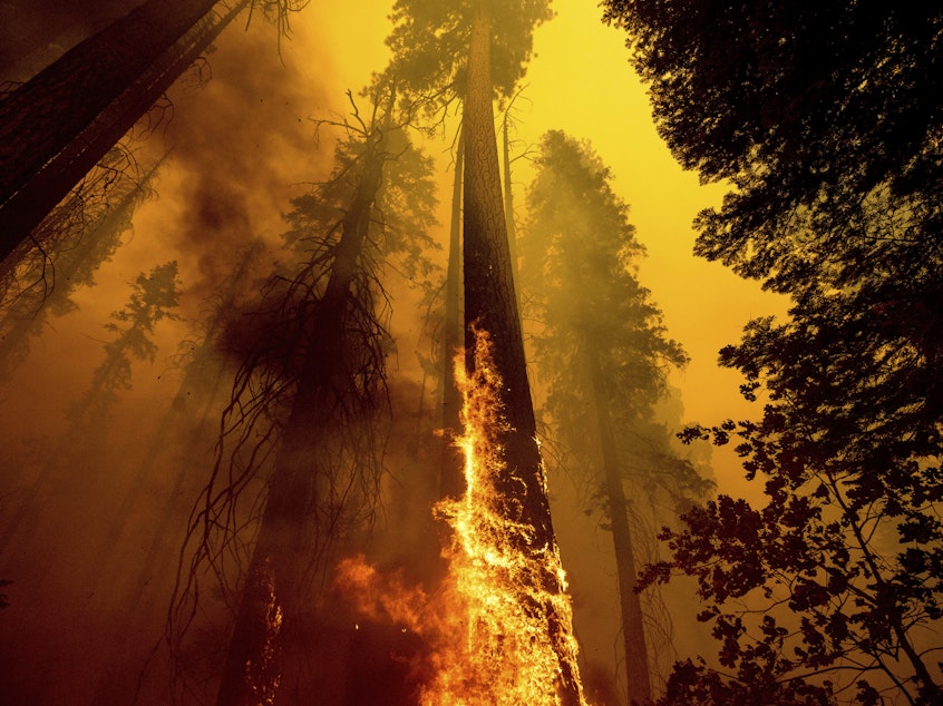 caption: Flames burn up a giant tree as part of the Windy Fire in the Trail of 100 Giants grove in Sequoia National Forest, Calif. Children in younger generations will experience two to seven times more extreme climate events like wildfires, a new study says.