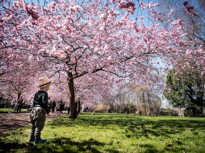 caption: A child takes in the sights under blooming Japanese cherry trees at the Bispebjerg Cemetery in Copenhagen, Denmark.