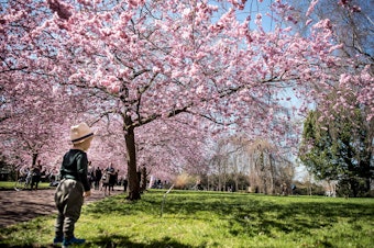 caption: A child takes in the sights under blooming Japanese cherry trees at the Bispebjerg Cemetery in Copenhagen, Denmark.