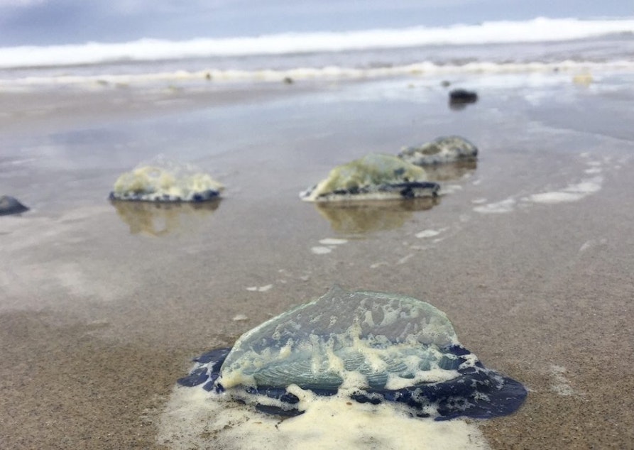 Velella velella, also called “by-the-wind sailor” jellies, that washed ashore at Moolack Beach, Oregon, in 2018