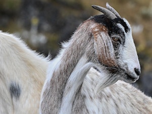 caption: Goats, are you paying attention to our tone of voice? A new study tries to answer that question. It involved 27 goats, a loudspeaker and recordings of the phrase "Hey, look over here!"