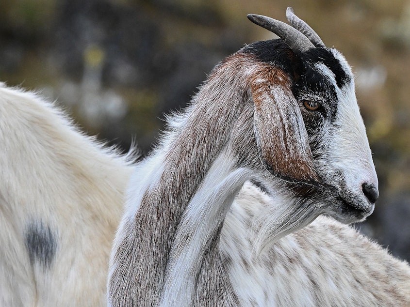 caption: Goats, are you paying attention to our tone of voice? A new study tries to answer that question. It involved 27 goats, a loudspeaker and recordings of the phrase "Hey, look over here!"
