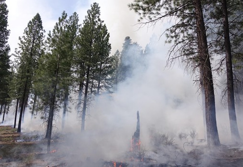 caption: <p>The low-intensity prescribed fire is designed to burn grass, shrubs, stumps, accumulated pine needles and any other dead wood on the forest floor.</p>