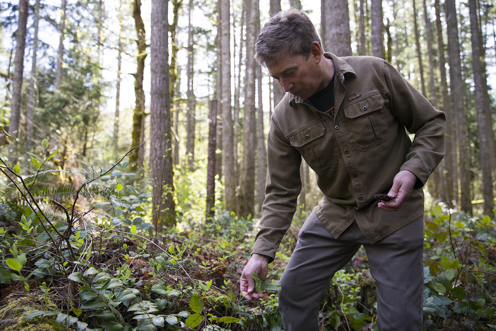 caption: Author and forager Langdon Cook identifies a salal plant on Monday, April 15, 2019, along the Tiger Mountain Trail in Issaquah. 