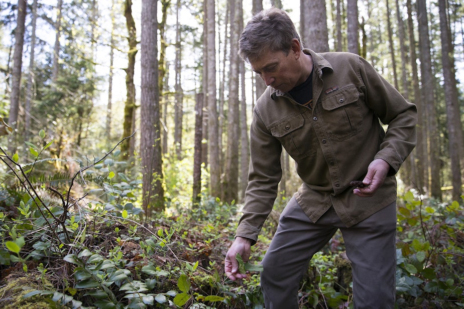 caption: Author and forager Langdon Cook identifies a salal plant on Monday, April 15, 2019, along the Tiger Mountain Trail in Issaquah. 