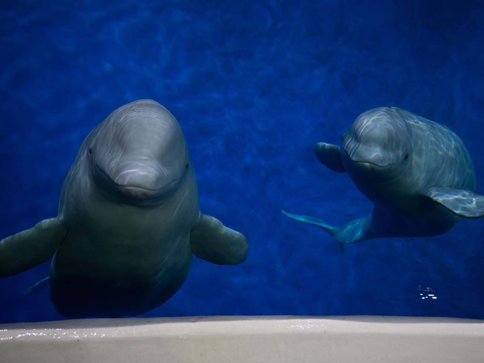 caption: Two beluga whales have completed their long and complicated journey from China to Iceland.