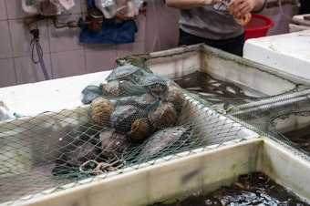 caption: Turtles are among the live animals for sale.