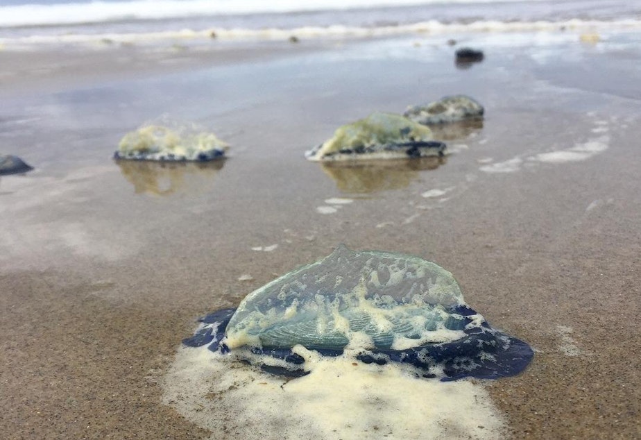 caption: By-the-wind sailor jellies that washed ashore at Moolack Beach, Oregon, in 2018.