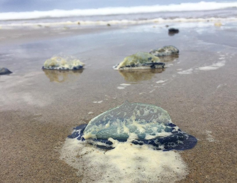 caption: By-the-wind sailor jellies that washed ashore at Moolack Beach, Oregon, in 2018.