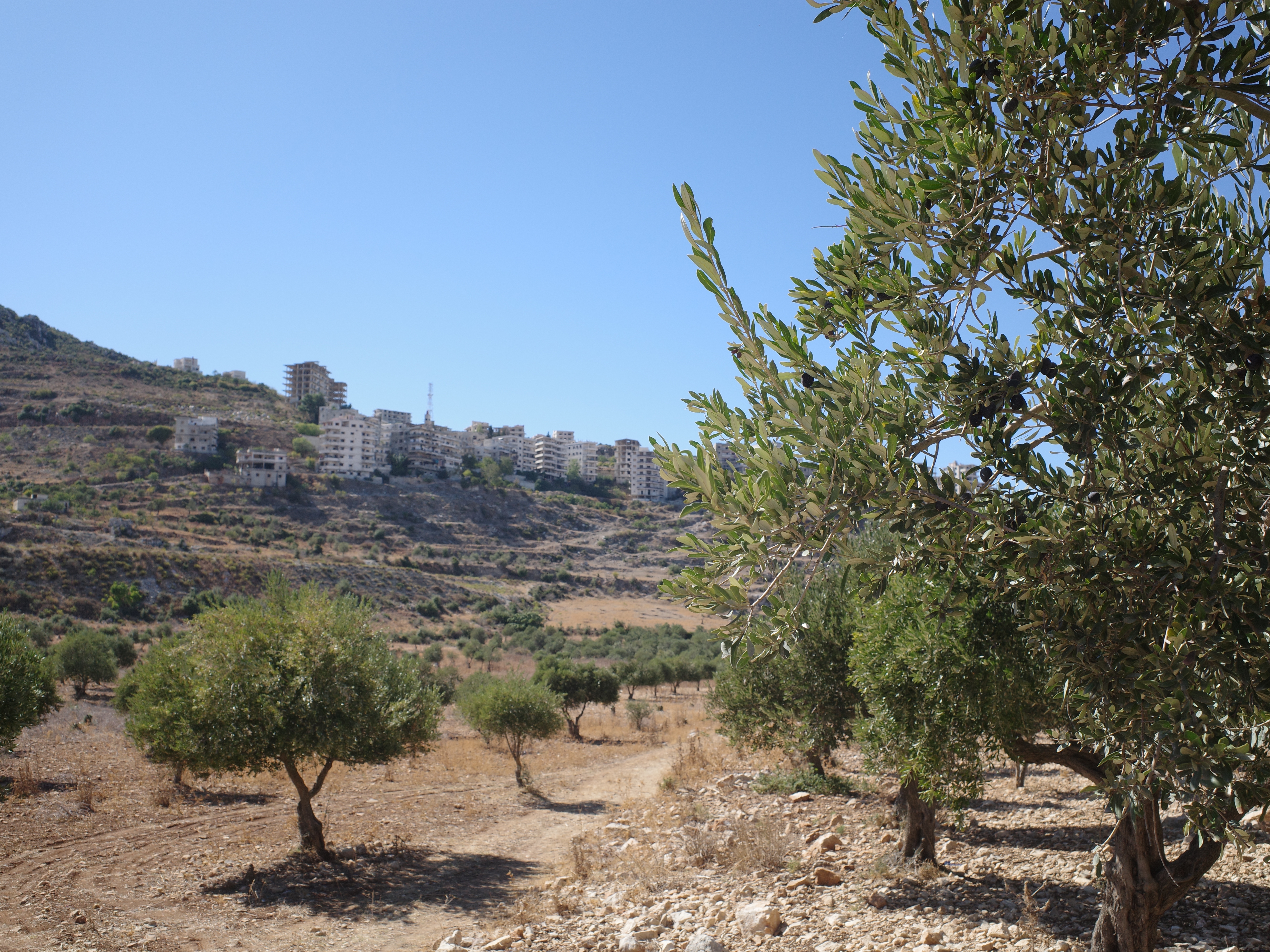 caption: The historically Christian village of Al Ghassaniyeh, seen from olive groves at its foothills. After the old regime was ousted last December, displaced residents who returned to the village found strangers living in their homes.