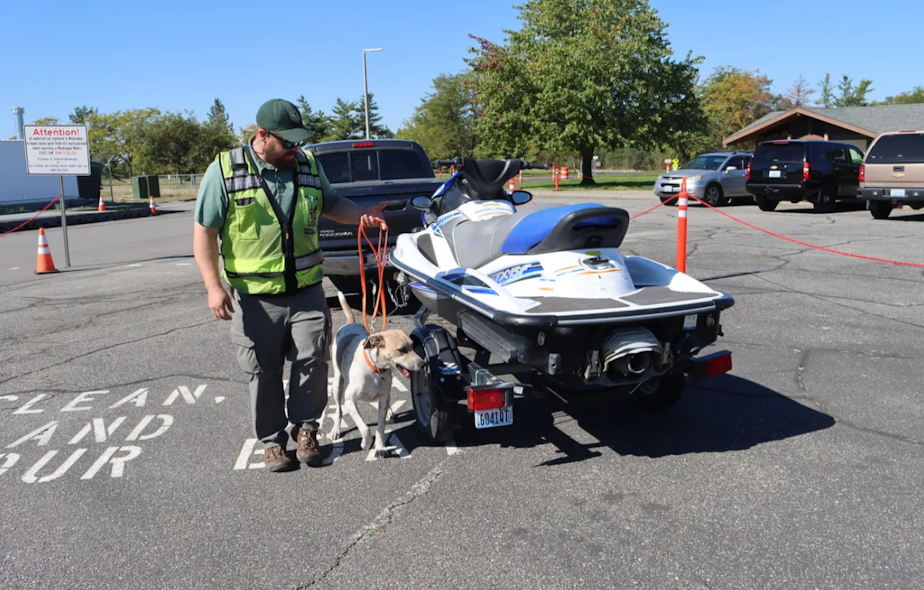 caption: A Washington Department of Fish and Wildlife officer inspects watercraft near Spokane with the help of Fin, an invasive species sniffing dog.