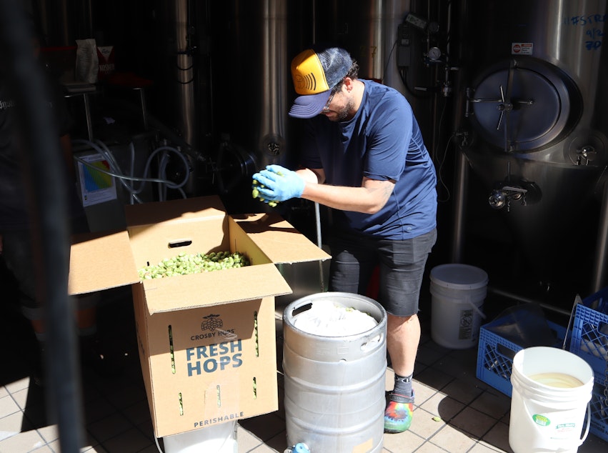 caption: Three Magnets head brewer Aaron Blonden begins brewing a batch of fresh-hop beer with hops that were plucked from the vine mere hours earlier on September 7, 2022.