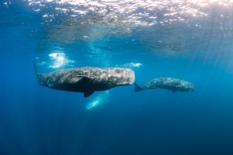 caption: Sperm whales in the ocean.