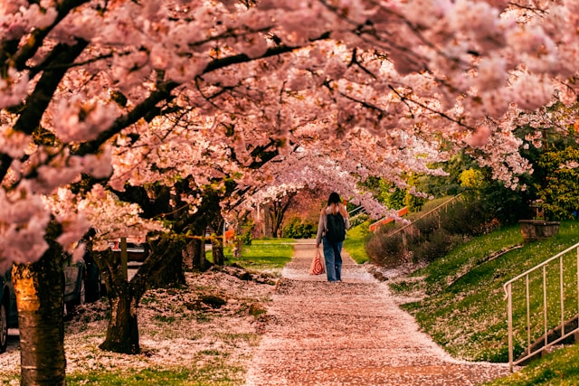 KUOW Seattle Cherry Blossoms Are Nearing Peak Bloom 2024   Fe70cfae0bbdcf798503c1efaf8843b5 