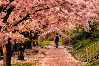 caption: A Seattle street lined with cherry blossom trees.