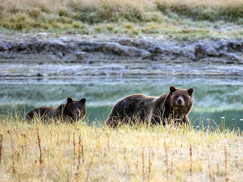 caption: A Grizzly bear mother and her cub walk near Pelican Creek in 2012 in Yellowstone National Park in Wyoming.