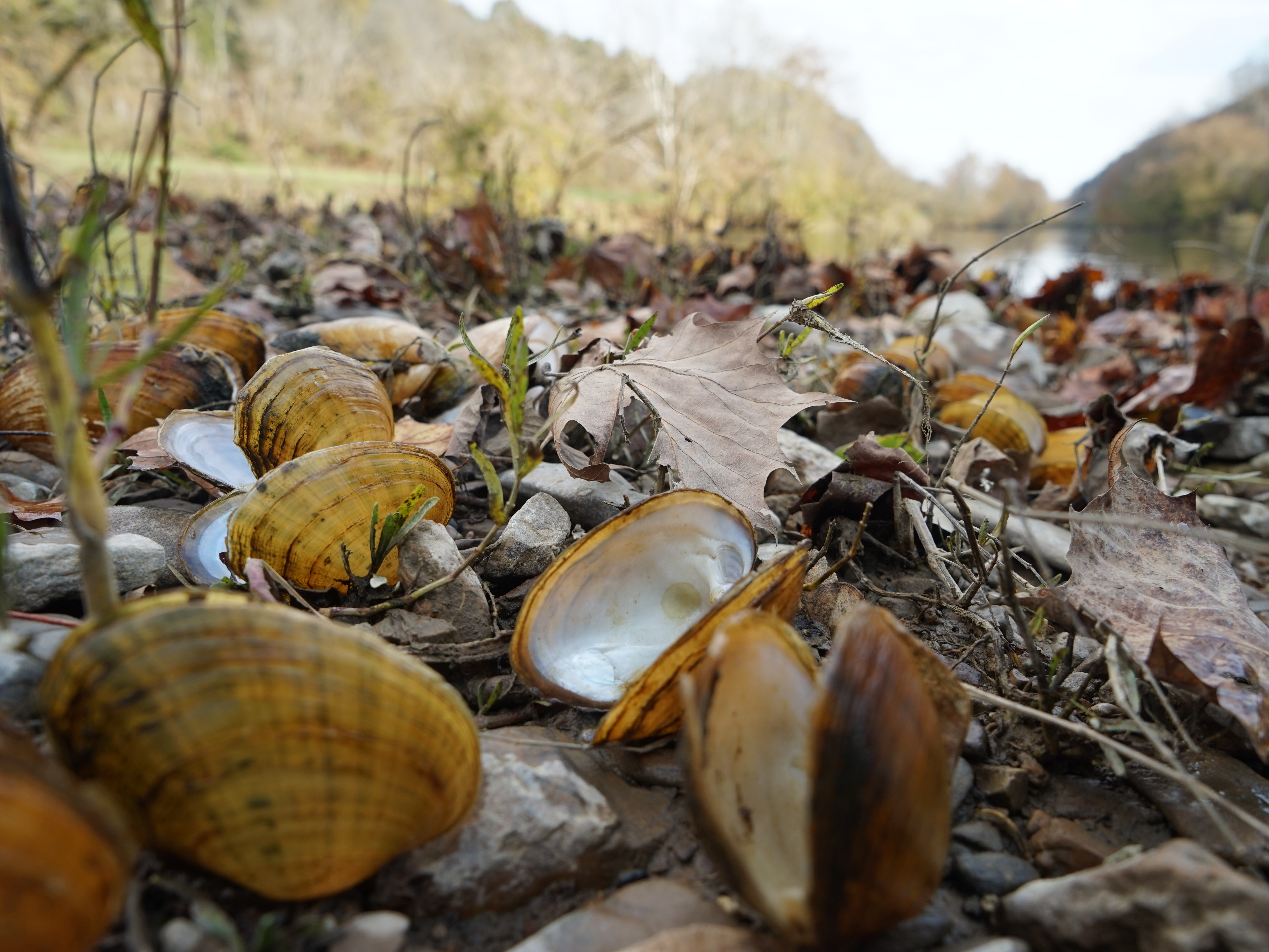 caption: Biologists pile fresh dead mussel shells on the edge of the Clinch River after documenting the species' number and type. The smell can get "real bad," says biologist Rose Agbalog.